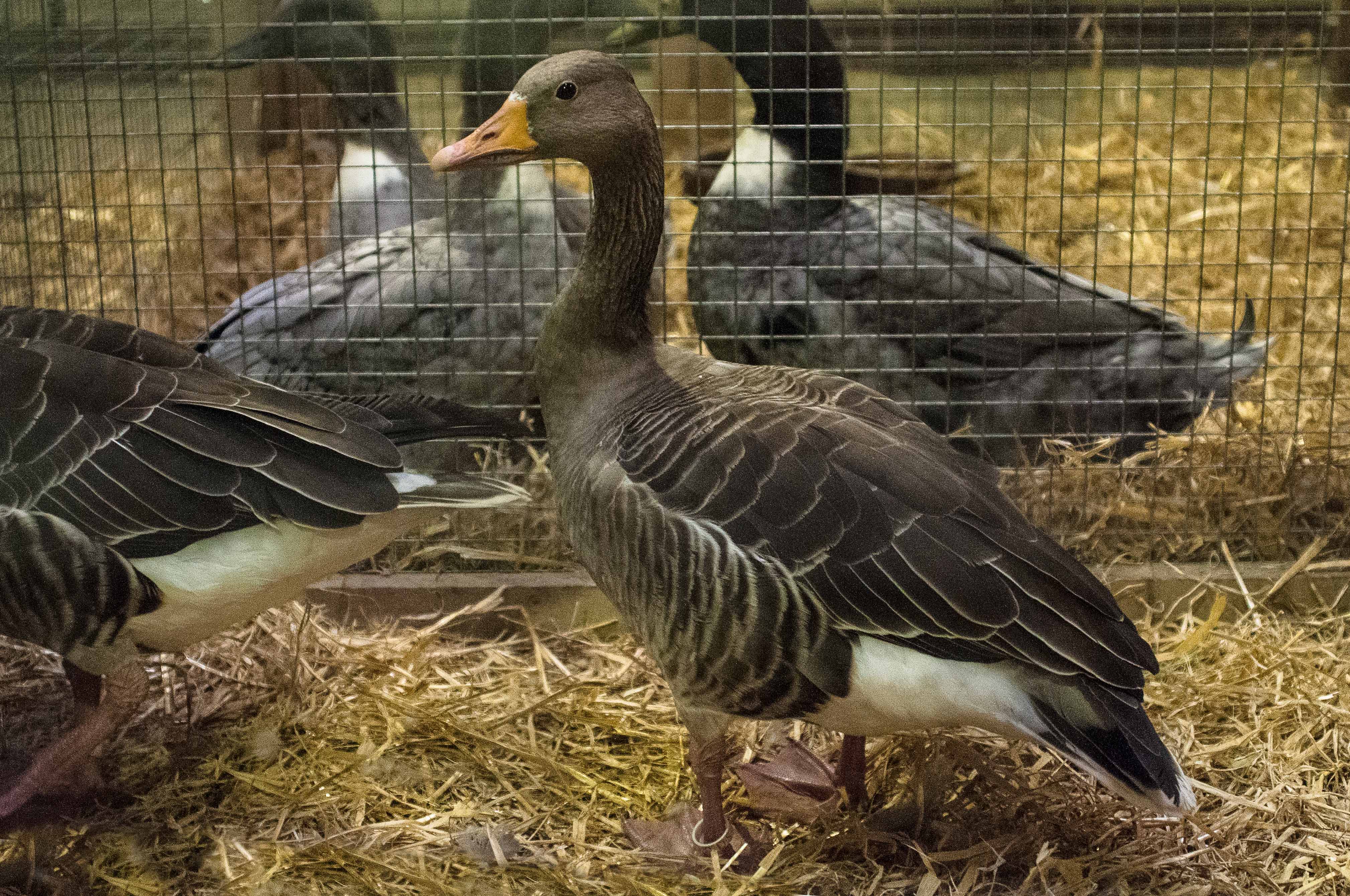 RGZV_pr_stroehen_ortschau_19_ente.jpg