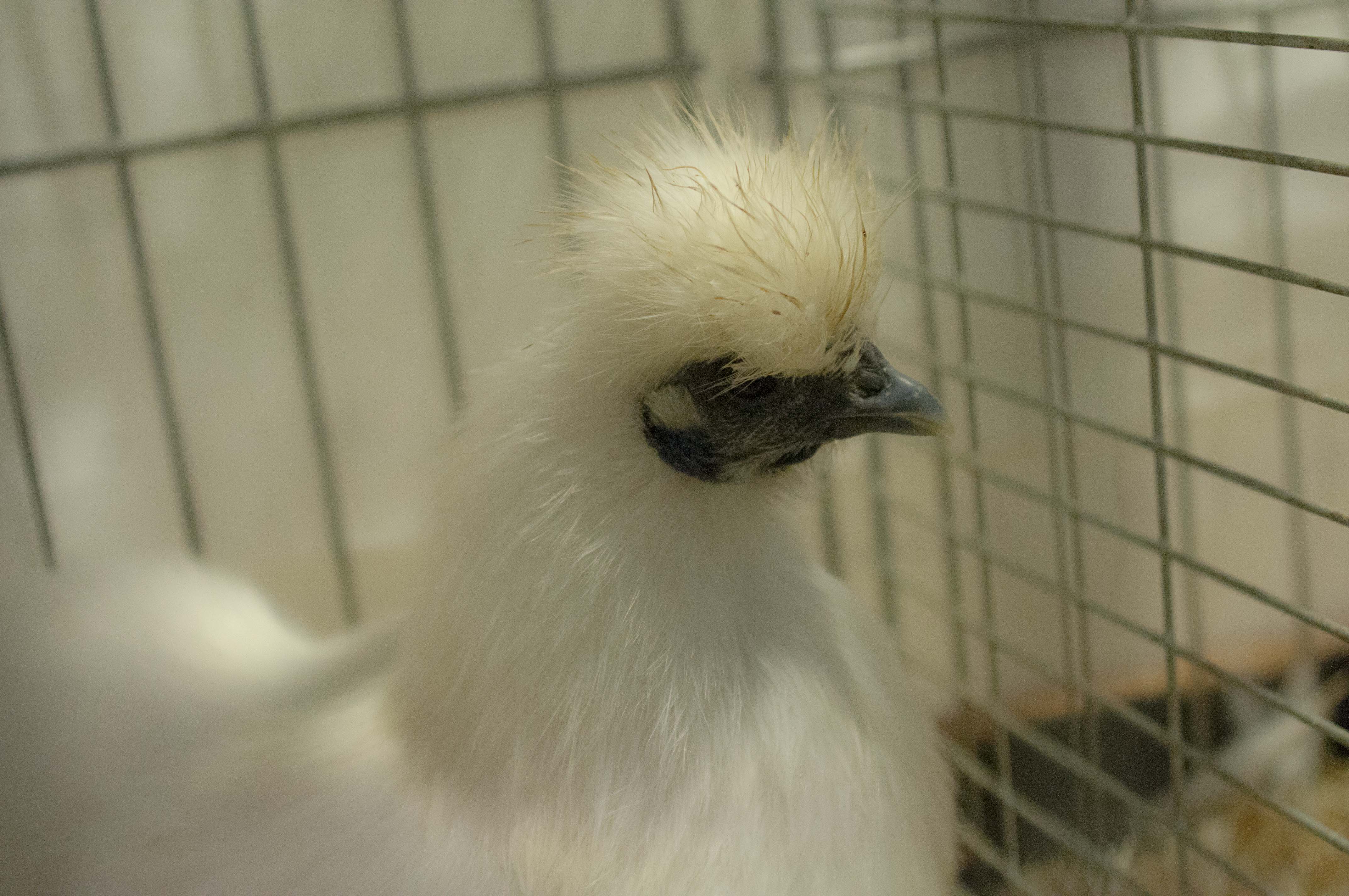 RGZV_pr_stroehen_ortschau_19_seidenhuhn01.jpg