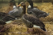 RGZV_pr_stroehen_ortschau_19_ente.jpg