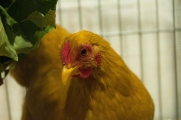 RGZV_pr_stroehen_ortschau_19_huhn02.jpg