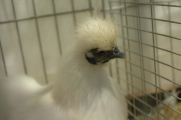 RGZV_pr_stroehen_ortschau_19_seidenhuhn01.jpg