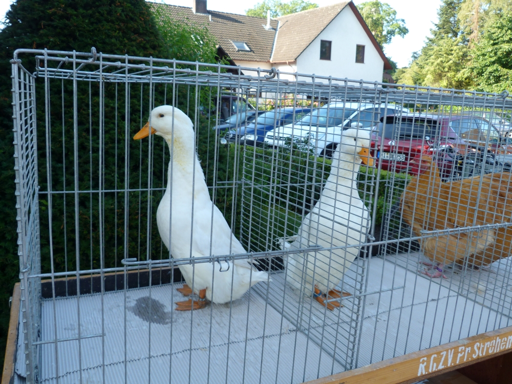 P1010441.JPG